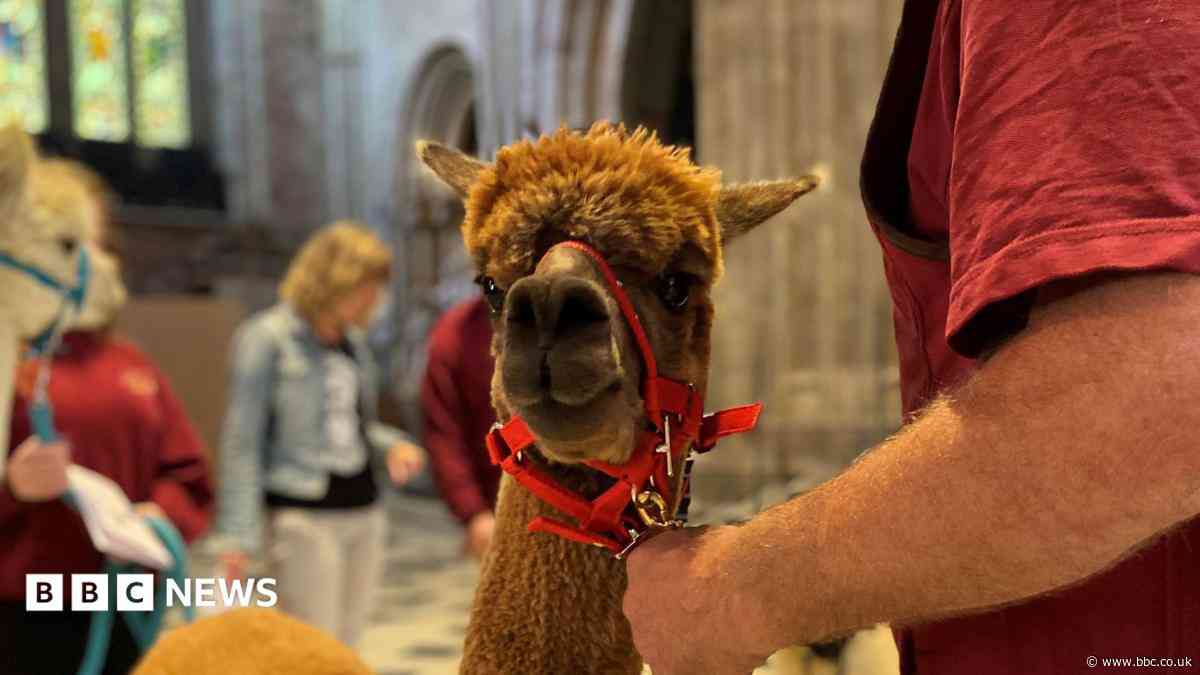 Llamas, lizards and spiders to be blessed at cathedral