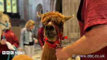 Llamas, lizards and spiders to be blessed at cathedral