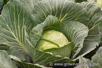 Cool Cabbage Varieties You Will Want to Grow Now