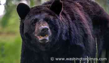 Black bear dies after getting trapped inside car in Colorado