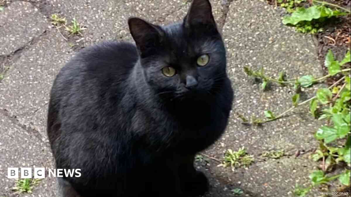 Staggering cat had air gun pellet lodged in neck
