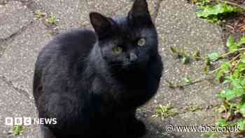 Staggering cat had air gun pellet lodged in neck
