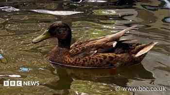 Watch: Duck released after recovering from injury