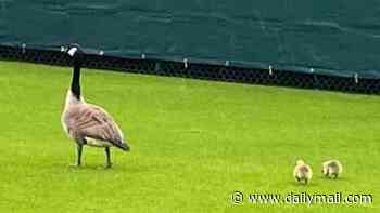 Fowl play! Email reveals members' fury at tennis club's lies over goose cull