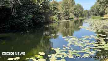 Group says canal is 'cleanest we have ever seen it'