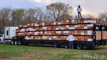 'Effectively, we're out of business': U.S. tariffs cut Manitoba honey farm off from vast majority of customers