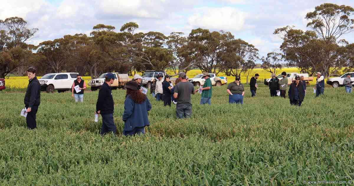 Weed management, managed: All about oats at this Wheatbelt field walk