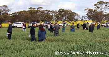 Weed management, managed: All about oats at this Wheatbelt field walk