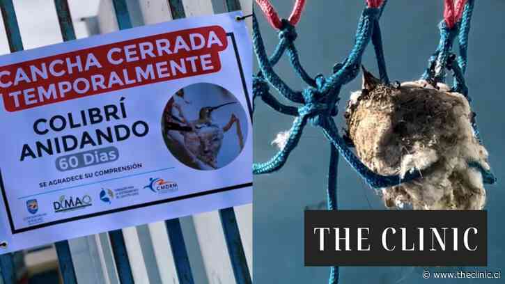 “Fueron los niños los que sacrificaron su cancha en beneficio de esta familia”: el orgullo de Mejillones tras el nacimiento de los polluelos de colibrí 