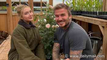 Brand it like Beckham continues... Sir David trademarks 50th birthday rose from his daughter Harper