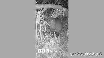 Cameras capture first beaver seen in Somer Valley for 400 years