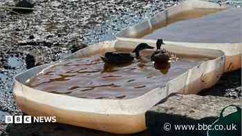 Paddling pools created for ducks as pond dries up