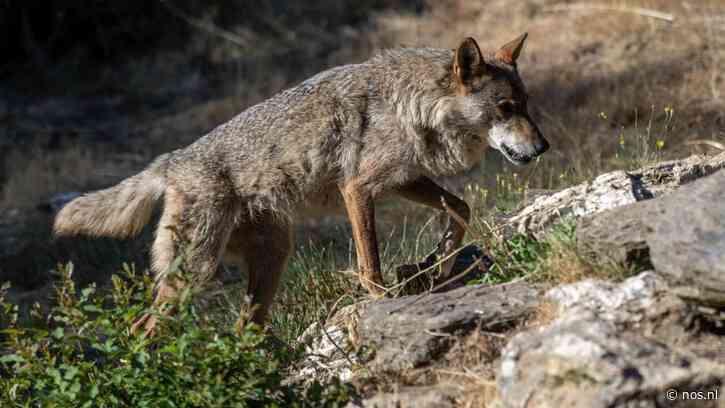 Spanjaard die twaalf jaar in de bergen tussen de wolven leefde, overleden