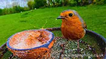 Robins more likely to visit your garden every day if you do this before August ends