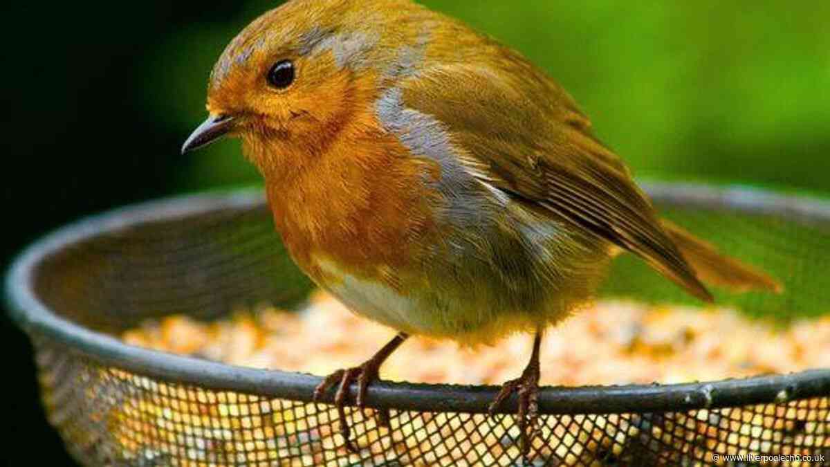 Robins are more likely to visit your garden if you do 1 task before August ends
