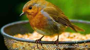 Robins are more likely to visit your garden if you do 1 task before August ends