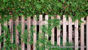 Solicitor confirms your legal rights if a neighbour’s branches overhang your property