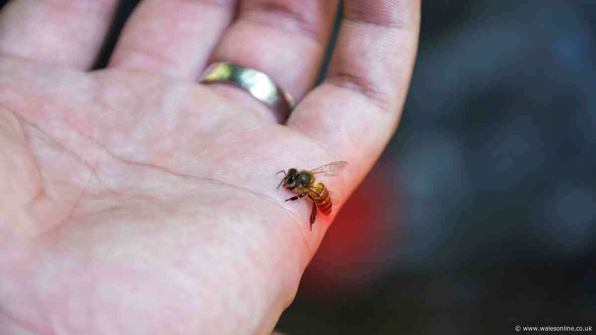 Nurse explains wasp and bee sting symptoms you should not ignore