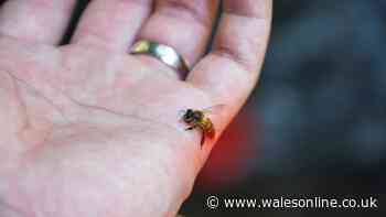 Nurse explains wasp and bee sting symptoms you should not ignore