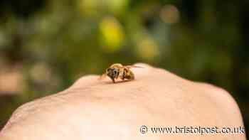 Wasp and bee sting symptoms you should not ignore explained by nurse