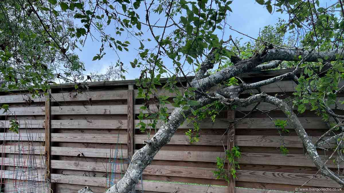 Your legal rights if a neighbour’s tree overhangs your property and causes damage