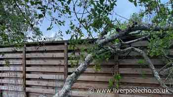Your legal rights if a neighbour’s tree overhangs your property and causes damage