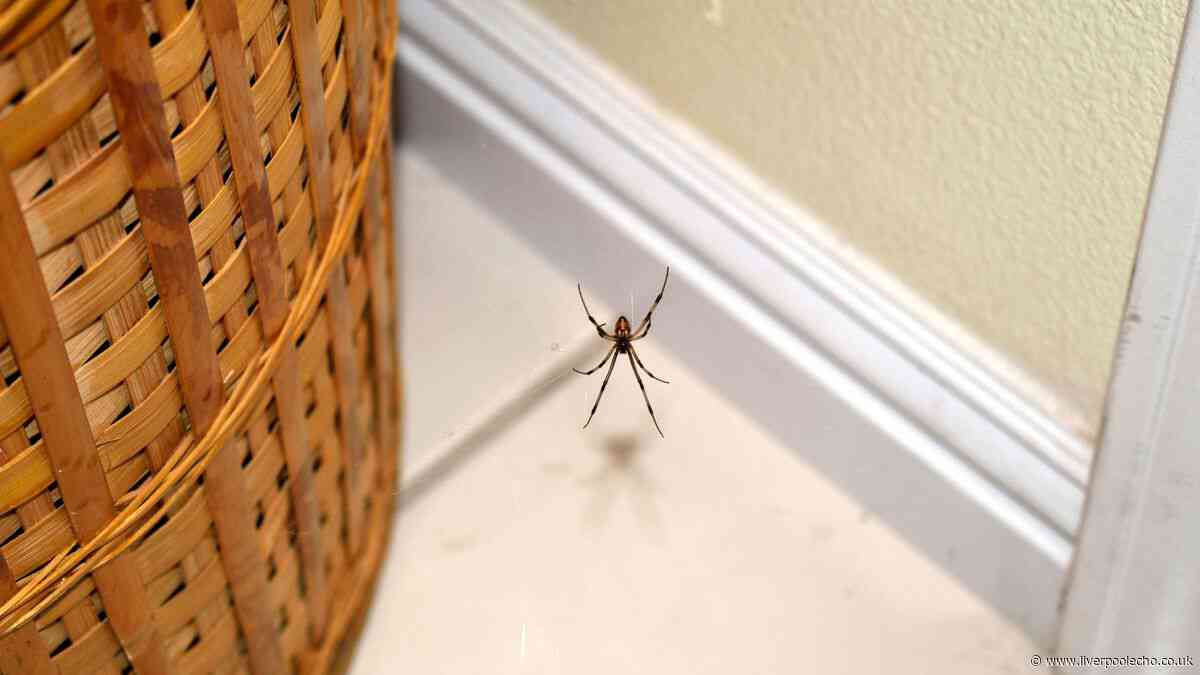 Spiders won't come near your home if you wipe doors with natural item — not vinegar