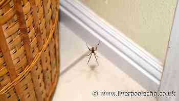 Spiders won't come near your home if you wipe doors with natural item — not vinegar