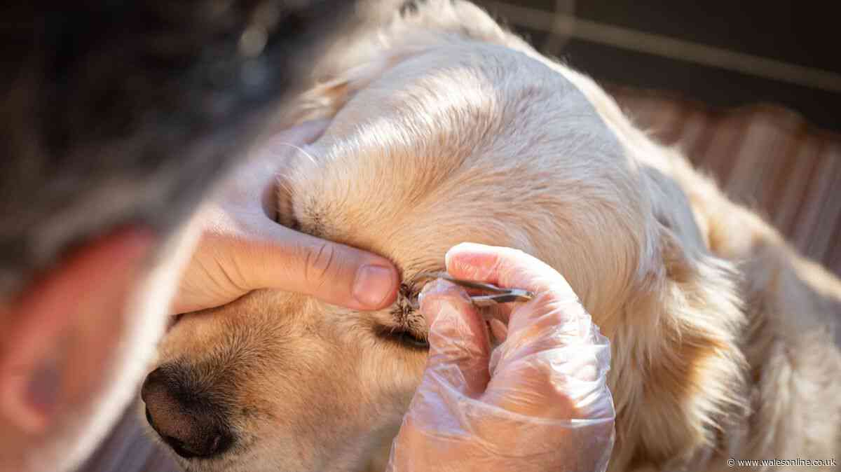 Dog expert reveals hidden parasite spots to check on pets after RSPCA warning