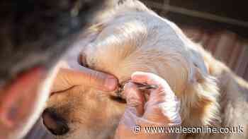 Dog expert reveals hidden parasite spots to check on pets after RSPCA warning