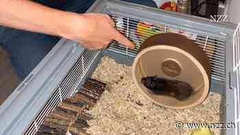 Go, Mollie, go! Ein Hamster dreht am Rad