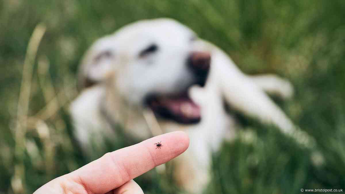The 'hidden' spots to check if you're dog has blood-sucking parasites