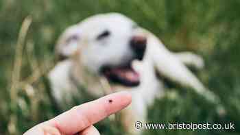 The 'hidden' spots to check if you're dog has blood-sucking parasites