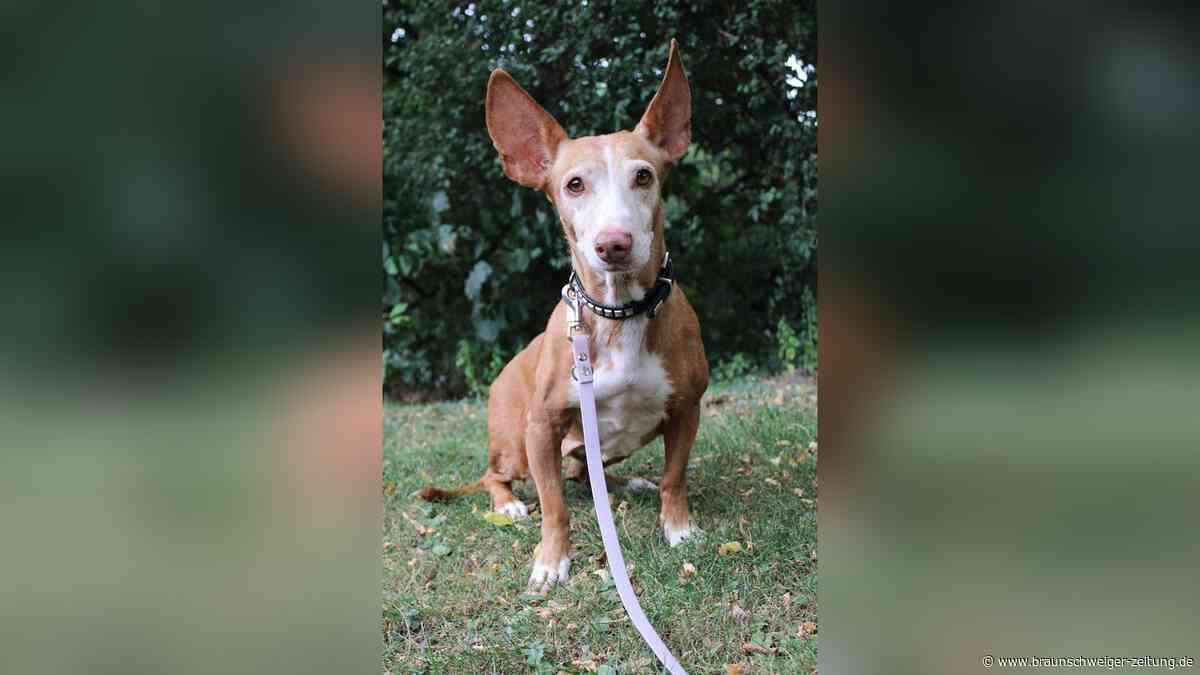 Hündin Ela lief allein durch Braunschweig – jetzt braucht sie Hilfe beim Gehen