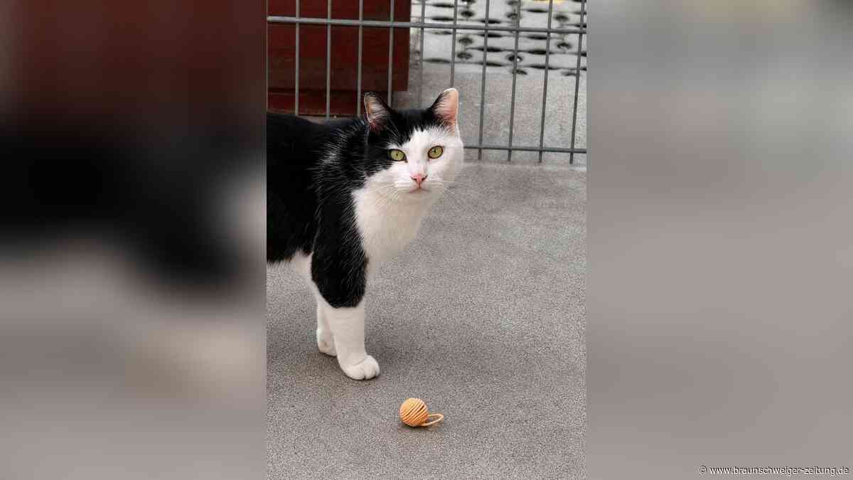 In der Box ausgesetzt: Jetzt hofft Katze Rania aus Salzgitter auf ihr Glück