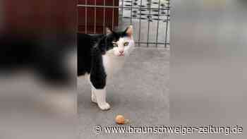In der Box ausgesetzt: Jetzt hofft Katze Rania aus Salzgitter auf ihr Glück