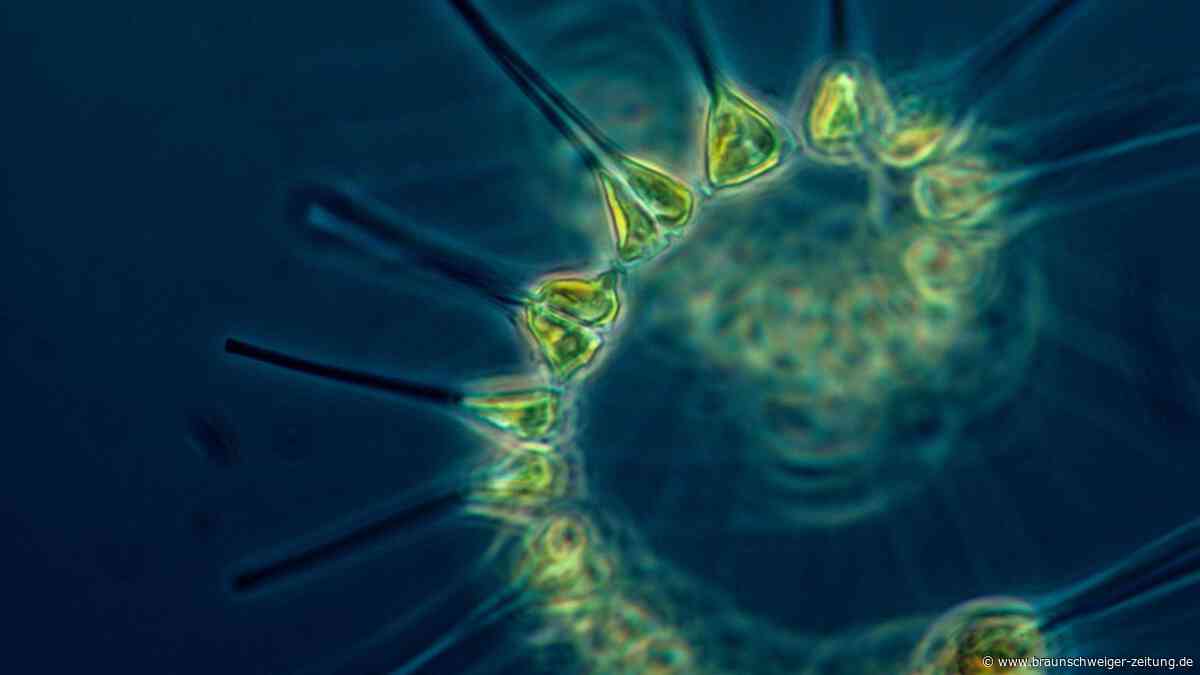 Kampf gegen Hitze und Klimawandel: Forscher wollen das Meer zum Blühen bringen