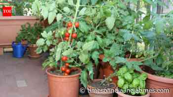 Grow Pizza Veggies In Pots: Guide to tomatoes, peppers and basil; tips for a sunny balcony