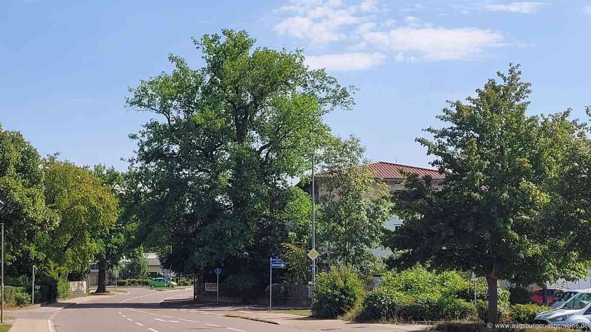Die alte Eiche in der Industriestraße in Thalfingen bleibt jetzt doch erhalten