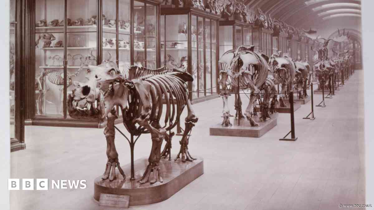 Hidden museum gallery to reopen after 83 years
