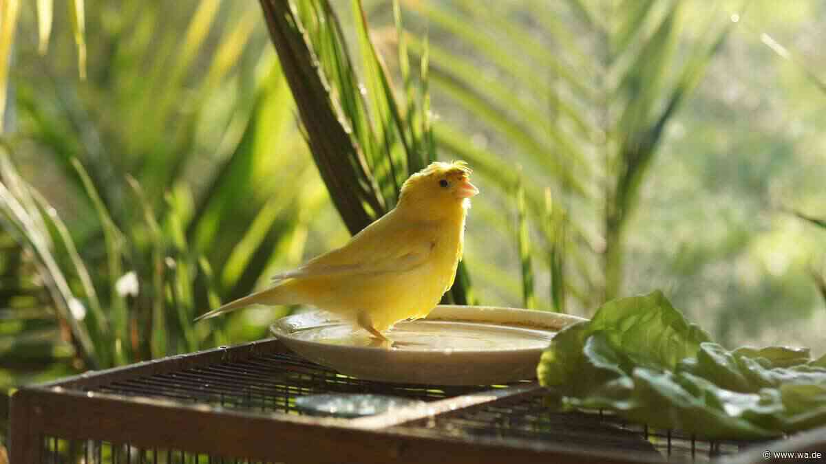 Kanarienvogel halten: Was der kleine Sänger wirklich von seinen Haltern erwartet