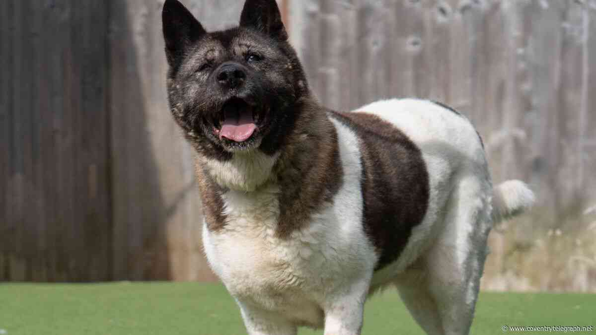 The dog that's waited 134 days for a forever home and has 'so much love' to give