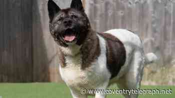 The dog that's waited 134 days for a forever home and has 'so much love' to give