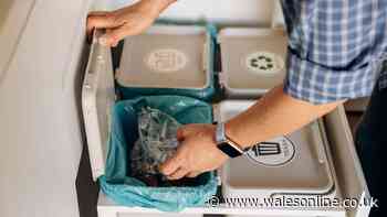 Two kitchen cupboard staples that will banish flies and maggots from your rubbish bin