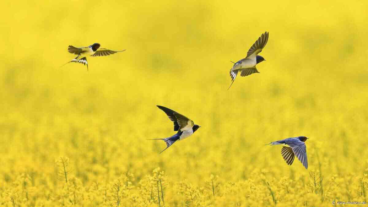 Eine Bauernregel mit sehr langer Geschichte: Wie viel Wahrheit steckt noch in ihr?