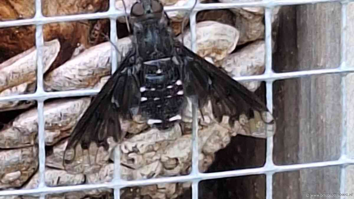 Dit insect zet eitjes op een kunstige manier af, Frans weet er meer van