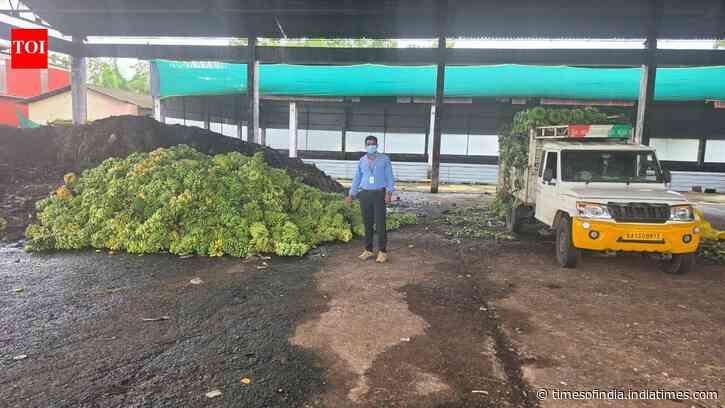 Karnataka officials seize 10,890 kg of bananas; 4 signs your banana is artificially ripened