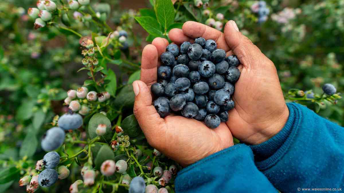 Grow blueberries at home for just £1.29 – and it couldn't be easier