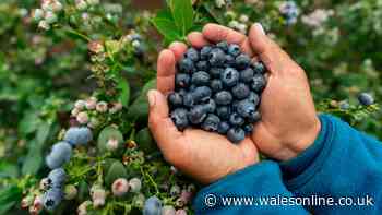 Grow blueberries at home for just £1.29 – and it couldn't be easier