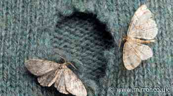 Stop moths 'eating' your clothes by spraying simple 35p homemade solution